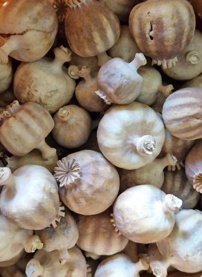 poppy pods for sale