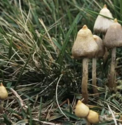 Magic Mushrooms(5lbs)